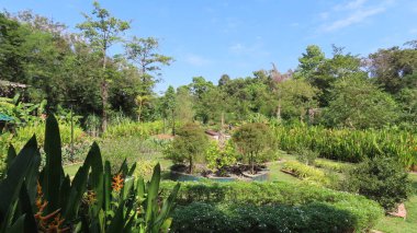 Kasım 'da Siem Reap, Kamboçya' da, Asya 'daki botanik bahçesinde güzel bir doğa.