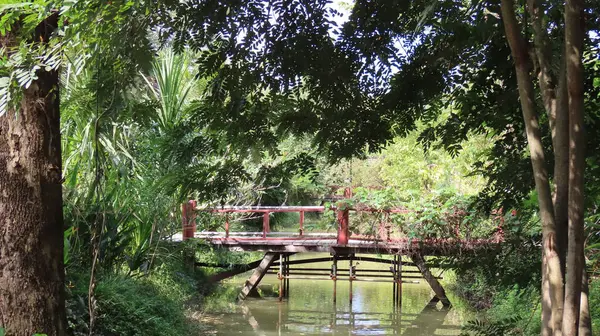 Kasım 'da Siem Reap, Kamboçya' da, Asya 'daki botanik bahçesinde güzel bir doğa.