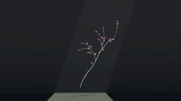 Zachte Witte Sakura Kersentak Zwevend Lucht Donkere Studio Achtergrond Zonnestraal — Stockfoto