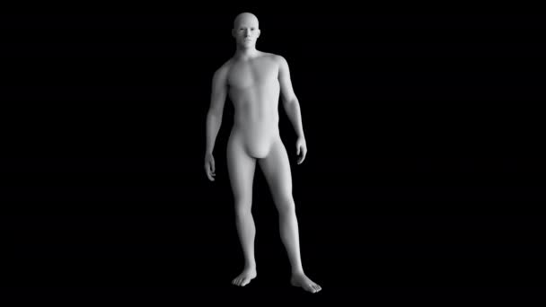 基本的な人間の男性の図アイドルスタンドアニメーション アルファマスクと 黒の背景に隔離 — ストック動画