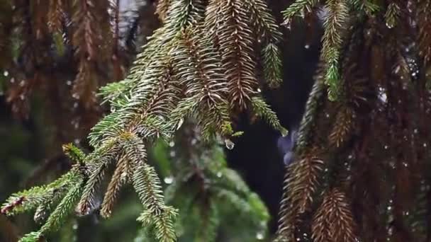 Yağmurda Çam Ağacı Dalları Görüntüye Yakınlaştılar — Stok video