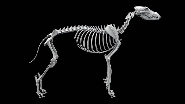 Squelette Loup Debout Vue Latérale Isolé Sur Fond Noir Images De Stock Libres De Droits