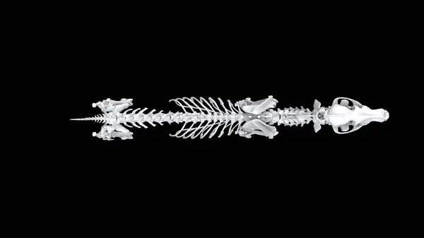 Πλήρης Σκελετός Λύκου Όρθια Στάση Από Πάνω Προς Κάτω Άποψη Εικόνα Αρχείου