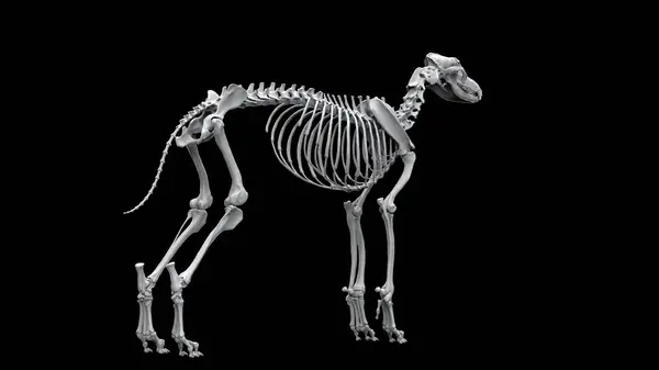 Πλήρης Σκελετός Λύκου Όρθια Στάση Πίσω Όψη Απομονώνονται Μαύρο Φόντο Εικόνα Αρχείου
