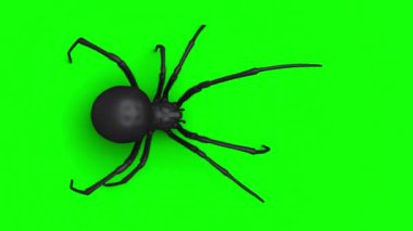 Yeşil ekranda büyük bir örümcek yürüyüşü animasyon döngüsünün yukarıdan görünüşü, VFX ögesi - 60 fps, 4K Pro Res ve maske geçiş kartı