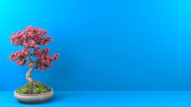 Küçük bonsai sakura ağacı. Parlak mavi arka planda güzel pembe çiçekler.