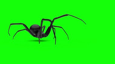 Büyük keskin uzun bacaklı siyah örümceğin yan görüntüsü yeşil ekran VFX elementinde hareket halkası - 60 fps, maske geçiş kartı ile 4K Pro Res