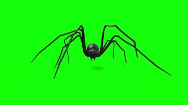 Korkunç uzun bacaklı örümceğin yeşil ekran VFX elementi üzerinde yürüdüğü animasyon döngüsü - 60 fps, 4K Pro Res ve maske geçiş kartı