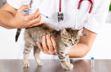 Hayvan hastalıklarıyla ilgili klinik ve phonendoscope ile oynayan yavru kedi