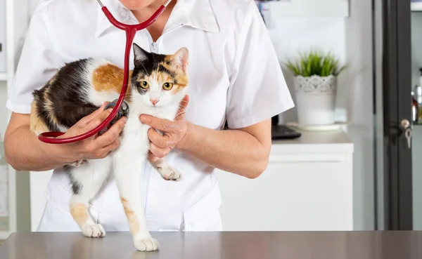 兽医临床和小猫玩 Phonendoscope — 图库照片