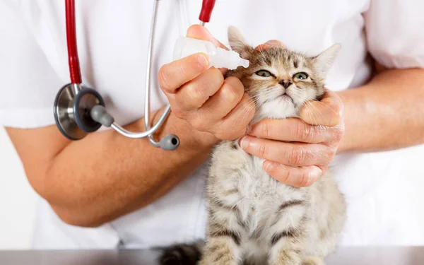 Veterinary Clinic Kitten Playing Phonendoscope Royalty Free Stock Images