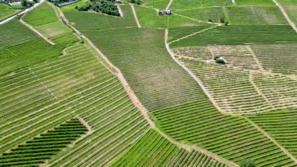 イタリアのピエモンテ州カネオ県のラ モーラのブドウ畑の空中ビュー — ストック動画