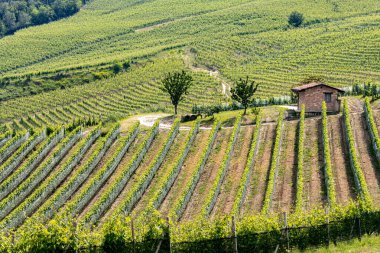 La Morra 'nın üzüm bağları Cuneo, Piedmont, İtalya.