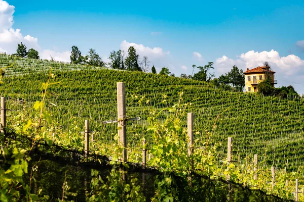 Виноградники Морра Провинции Кунео Пьемонт Италия — стоковое фото