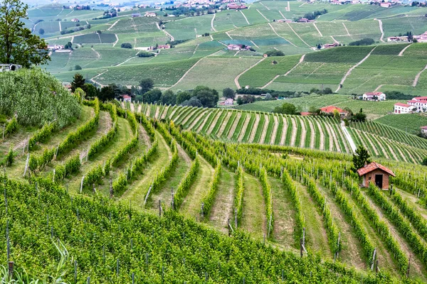 Vineyards Morra Province Cuneo Piedmont Italy — Stock Photo, Image