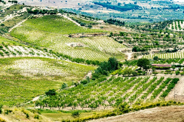 Landscape View Vineyards Region Butera Province Caltanissetta Sicily Italy — Stock Photo, Image
