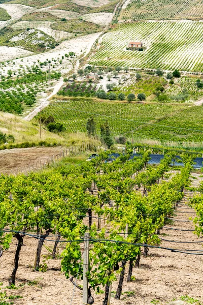 Widok Winnice Regionu Butera Prowincji Caltanissetta Sycylia Włochy — Zdjęcie stockowe