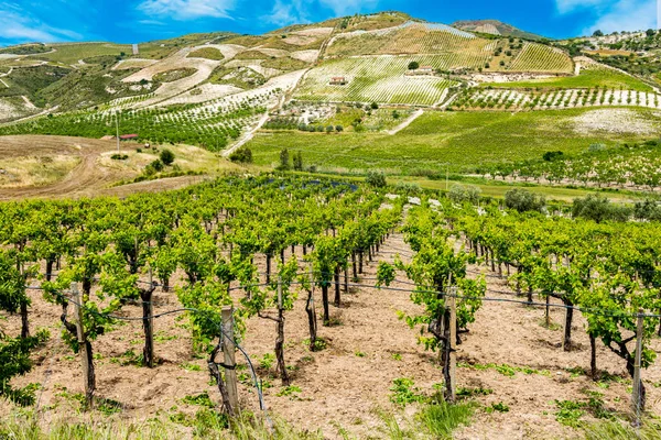 Краєвид Виноградники Регіону Бутера Провінції Кальтаніссетта Сицилія Італія — стокове фото