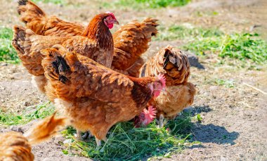 Geleneksel tavuk çiftliğinde tavuklar.