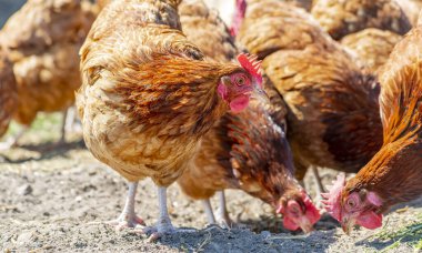 Geleneksel tavuk çiftliğinde tavuklar.