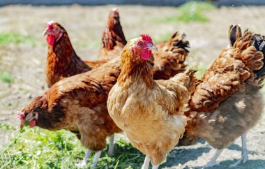 Geleneksel tavuk çiftliğinde tavuklar.