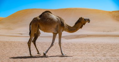 Umman, Bidiyah eyaletindeki Sharqiyah Sands 'de deve.