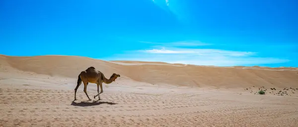 Camello Sharqiyah Sands Provincia Bidiyah Omán —  Fotos de Stock