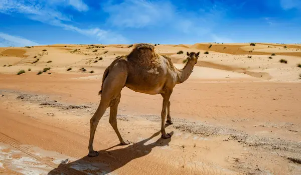 Camel Sharqiyah Sands Bidiyah Province Oman — Stock Photo, Image