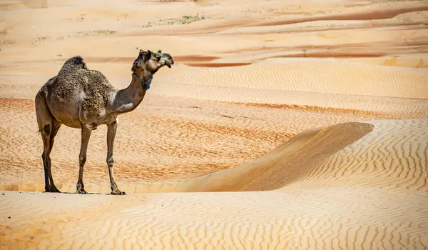 Cammello Sharqiyah Sands Nella Provincia Bidiyah Oman — Foto Stock