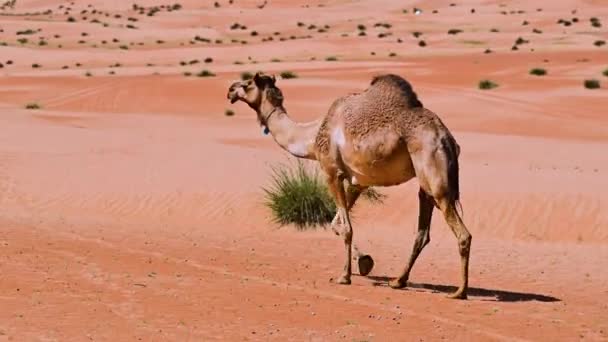 Верблюди Шаркії Піски Провінції Бідья Оман — стокове відео
