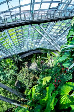 Singapur 'daki Bay Doğa Parkı' nın yanındaki Bahçelerde Bulut Ormanı.