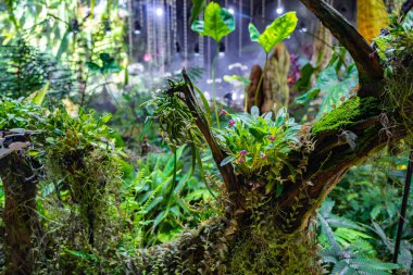 Singapur 'daki Bay Doğa Parkı' nın yanındaki Bahçelerde Bulut Ormanı.