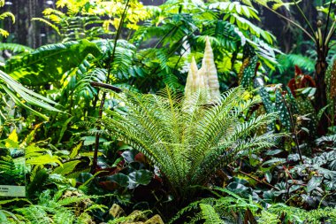 Singapur 'daki Bay Doğa Parkı' nın yanındaki Bahçelerde Bulut Ormanı.