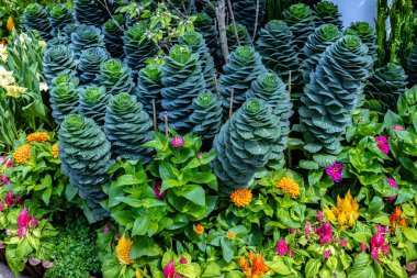 Singapur körfez doğa parkının yanındaki Bahçelerdeki Çiçek Kubbesi 'nin içi.