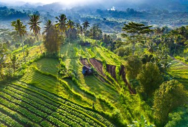 Sidemen 'in tarım arazisi, Karangasem Regency, Bali, Endonezya