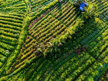 Sidemen 'in tarım arazisi, Karangasem Regency, Bali, Endonezya