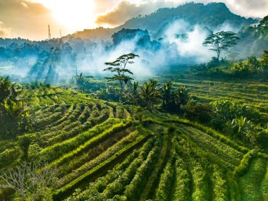 Sidemen 'in tarım arazisi, Karangasem Regency, Bali, Endonezya