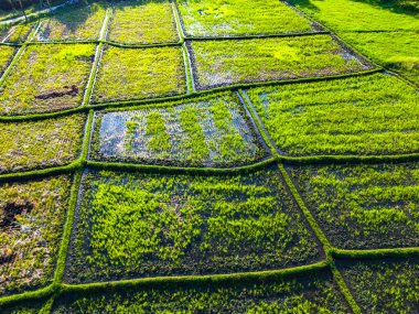 Tanah Lot, Bali, Endonezya yakınlarında pirinç tarlaları