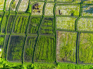 Tanah Lot, Bali, Endonezya yakınlarında pirinç tarlaları