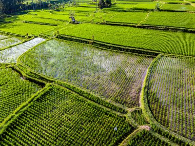 Payangan, Gianyar Regency, Bali, Endonezya 'daki pirinç tarlalarının manzarası