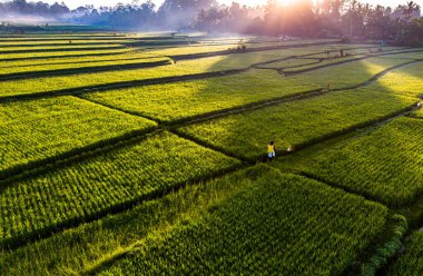 Payangan, Gianyar Regency, Bali, Endonezya 'daki pirinç tarlalarının manzarası