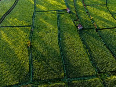 Payangan, Gianyar Regency, Bali, Endonezya 'daki pirinç tarlalarının manzarası
