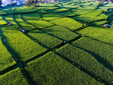 Payangan, Gianyar Regency, Bali, Endonezya 'daki pirinç tarlalarının manzarası