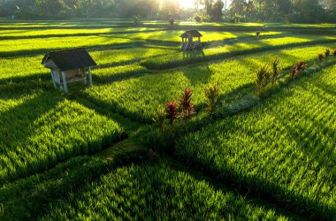 Payangan, Gianyar Regency, Bali, Endonezya 'daki pirinç tarlalarının manzarası