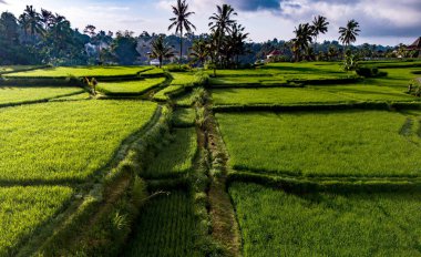 Landscape view of rice fields in Payangan district, Gianyar Regency, Bali, Indonesia clipart