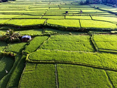 Payangan, Gianyar Regency, Bali, Endonezya 'daki pirinç tarlalarının manzarası
