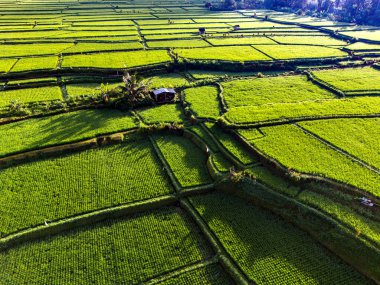 Payangan, Gianyar Regency, Bali, Endonezya 'daki pirinç tarlalarının manzarası