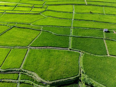 Payangan, Gianyar Regency, Bali, Endonezya 'daki pirinç tarlalarının manzarası