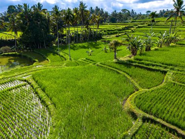 Payangan, Gianyar Regency, Bali, Endonezya 'daki pirinç tarlalarının manzarası