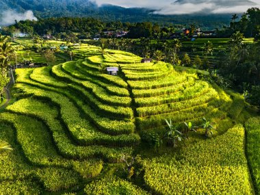 Penebel Bölgesi, Tabanan Regency, Bali, Endonezya 'daki Jatiluwih Rice Terasları manzarası. UNESCO 'nun dünya kültür mirası sahası